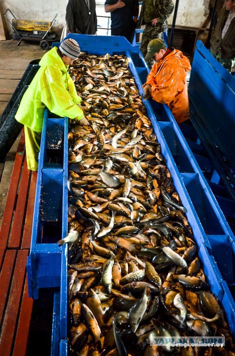 Ловцы грез: репортаж из белорусского рыбхоза