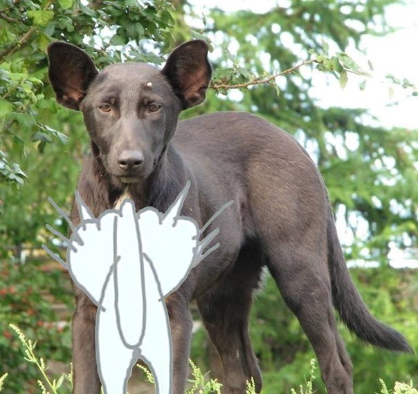 На Крещатике нашли собаку похожую на Путина