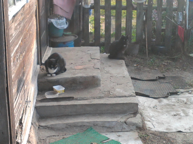 Котовторник на 24.09.2013г