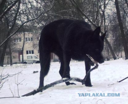 Собакочетверг!