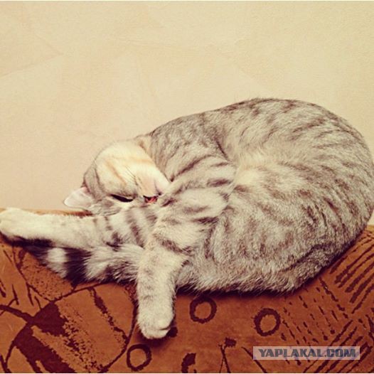 Котовторник 04.03.2014