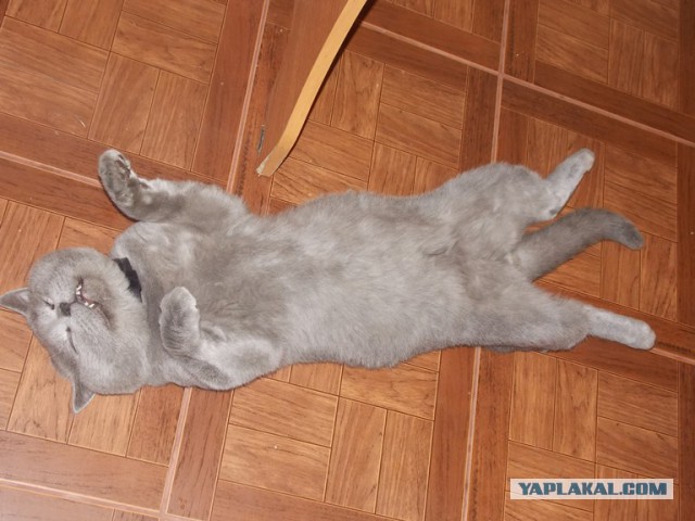 Байкерский котэ