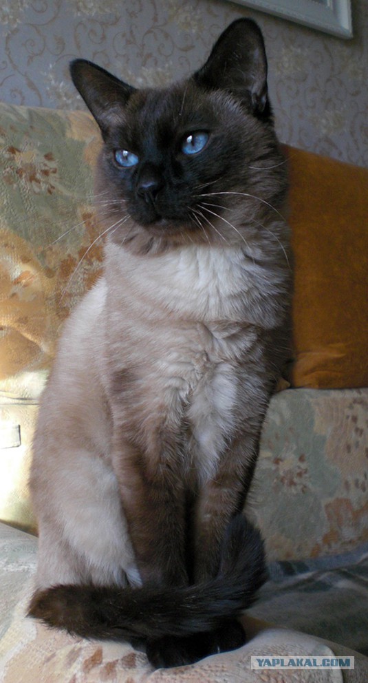 Тайские кошки
