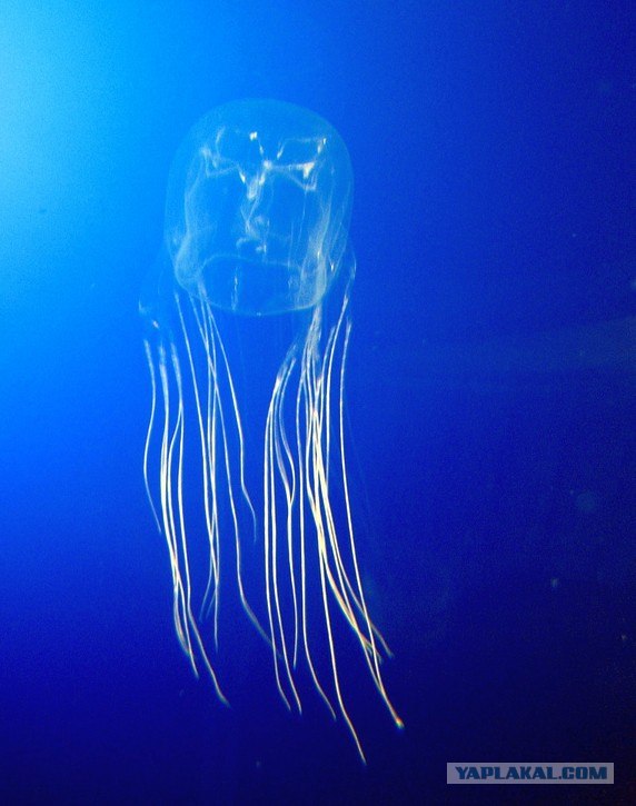 Результаты и итоги встреч с медузами Австралии