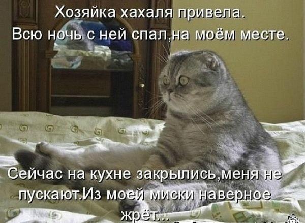 20 самых известных котов в интернете.