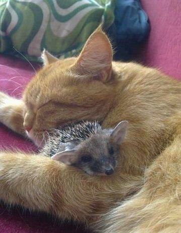 Подборка забавных картинок