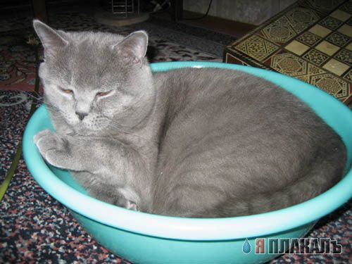 Коты, кошки, котята