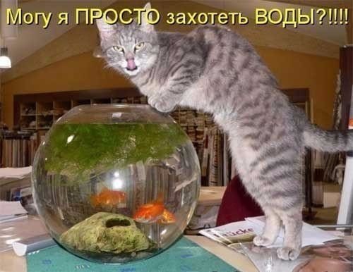 Мохнатые беспредельщики