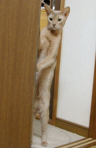 Вторничный котомёт