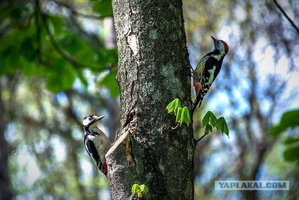 Каких птиц вы видите в городе?