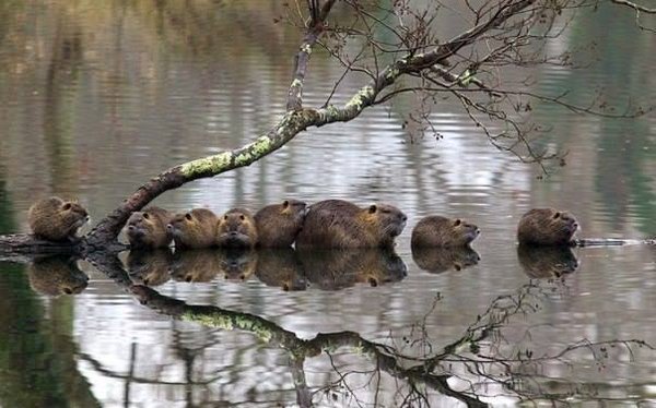 Интересные и веселые картинки