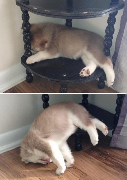 Прикольные животные