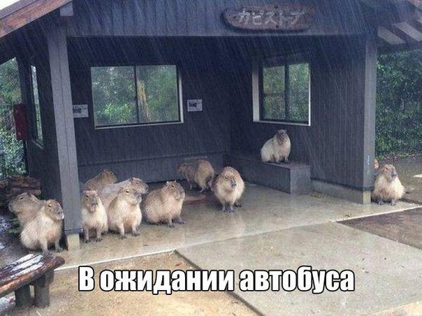Прикольные животные