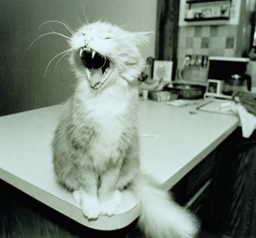 Котовторник на ЯПе! (12.02.08), Ураааа!