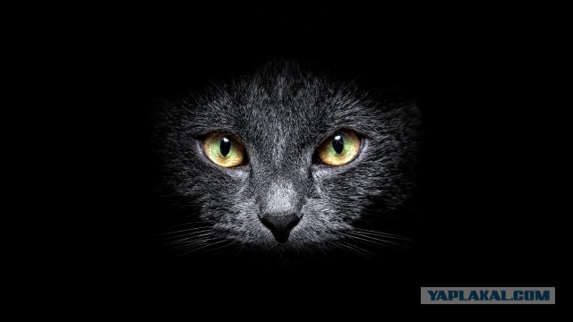 Поставил IP камеру, чтоб посмотреть, что делает мой кот, когда меня нет дома