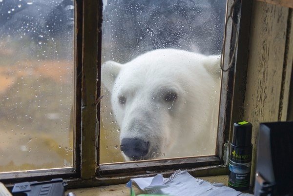 Самые смешные животные
