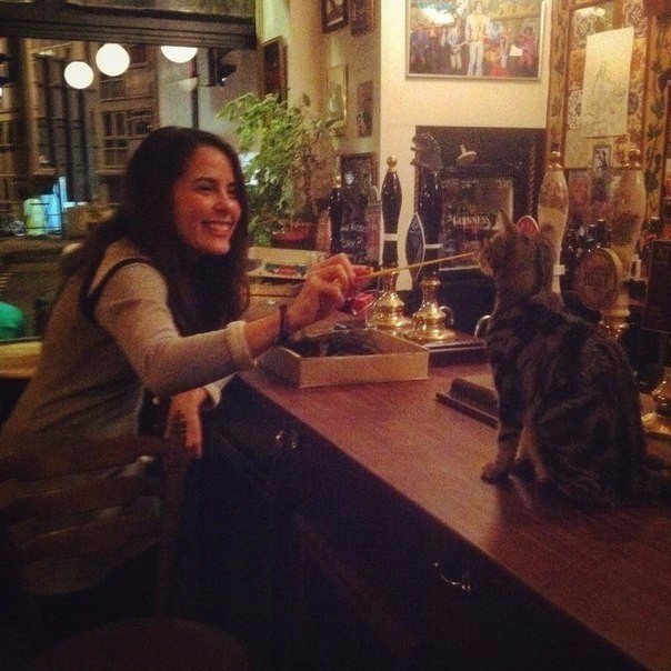 Коты из сети