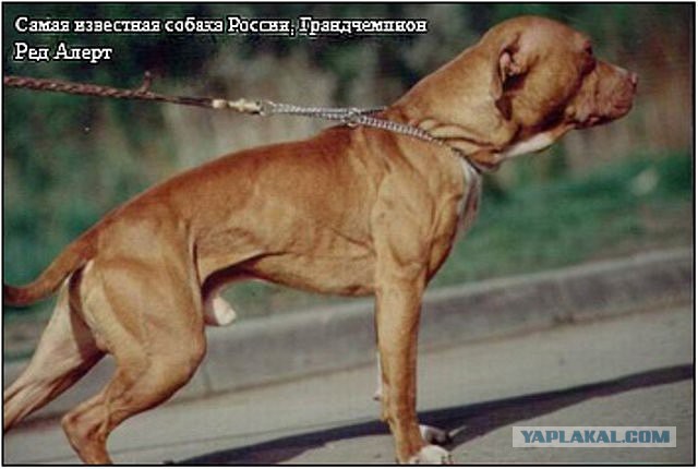 Волк напал на собаку!