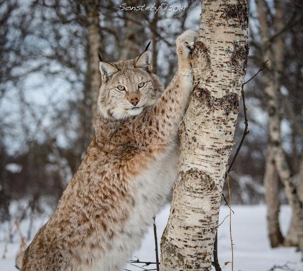 Самые смешные животные