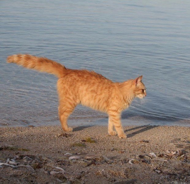 Коты и Кошки