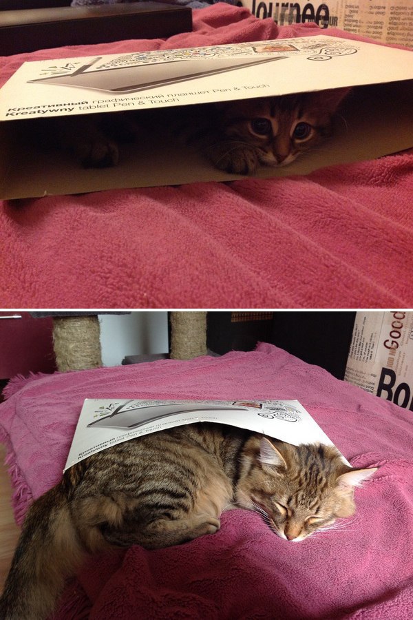 Коты и Кошки