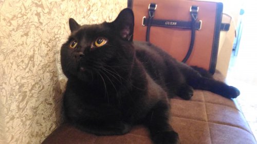 Котовторник 23/05/2017