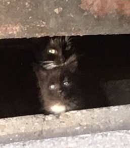 Котовторник 18.07.2017