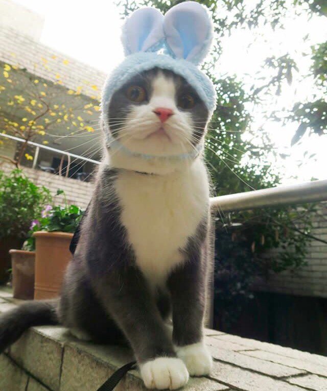 Коты и Кошки