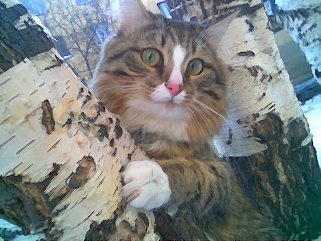Коты и Кошки