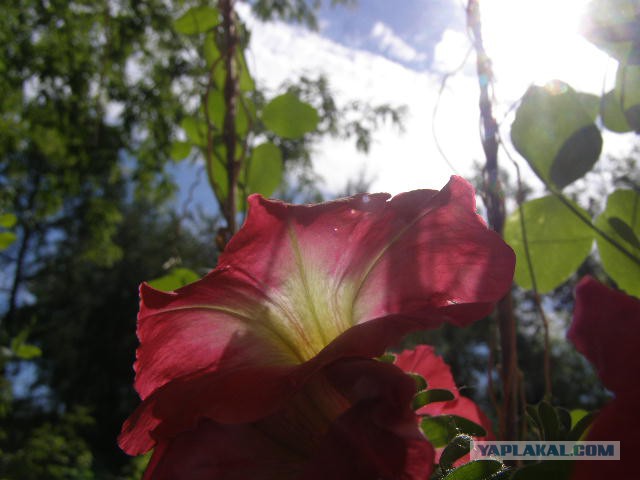 Просто Природа