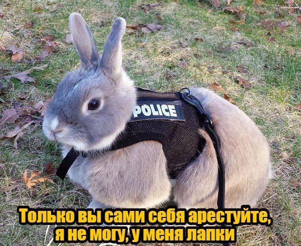 Для чего девушки идут в полицию?
