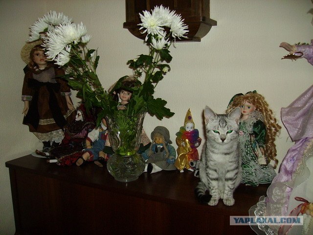 Котовторник на ЯПлакалъ (20.05.08), прикольные коты, добавляем свои!
