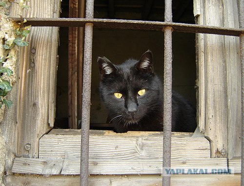 Уррааа! Котовторник на ЯПлакалъ!