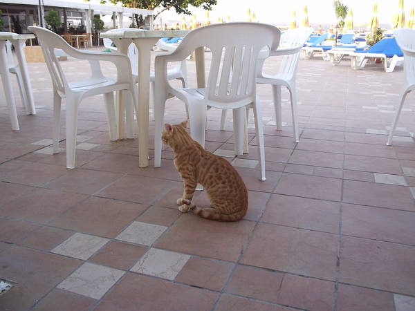 Котовторник на ЯПлакалъ