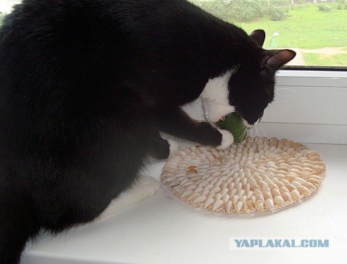 Котятовторник