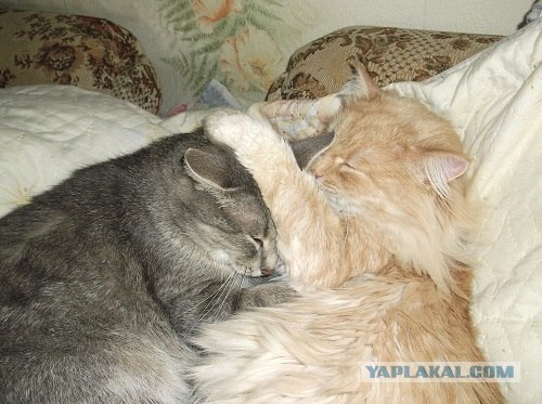 С котовторником !