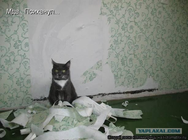 Котовторник 1.11.11