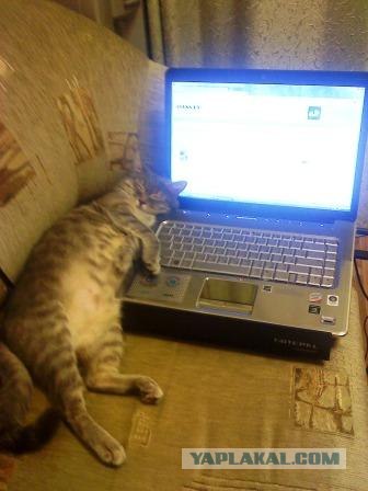 Котовторник (28.02.2012)