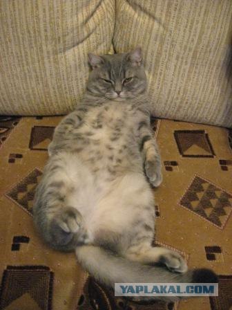 Котовторник 24.04.2012