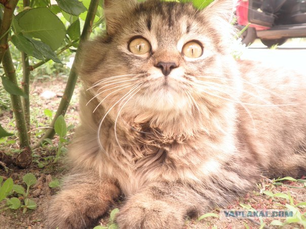 Котовторник  17.07.2012