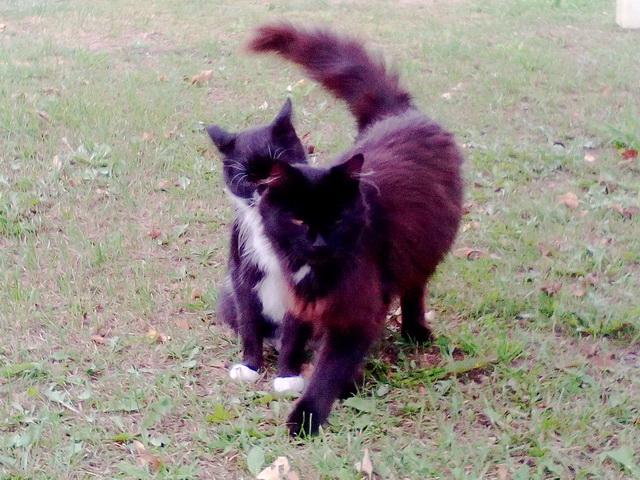 Котовторник! начнем? 04.06.19
