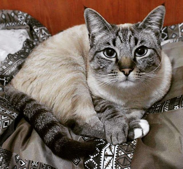 Забавные фото котеек