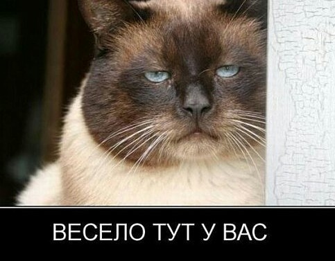 Фреди на карантине