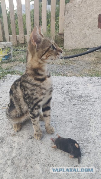 Кот крысолов ннада?