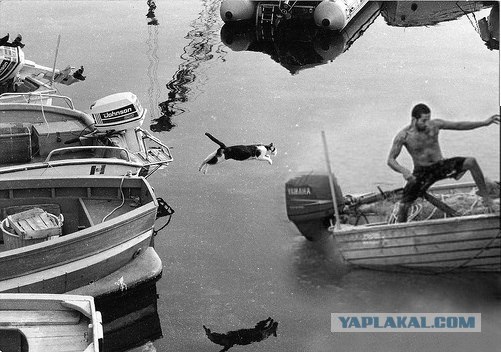 Фотожаба: Полет Барсика
