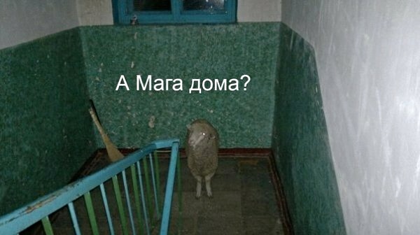 Картинки с надписями фразы и анекдоты