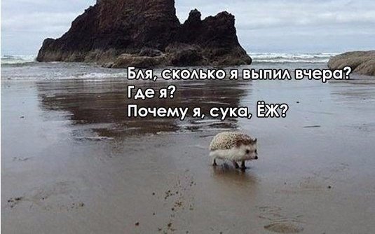 Сволочи вы фсе!