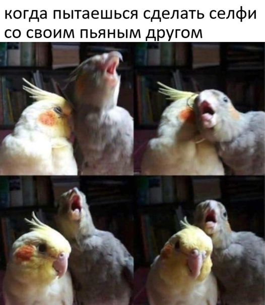 Весёлый полтишок 22.10