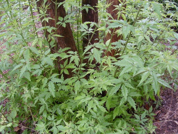 Суд Новгородской области оштрафовал женщину на 4 000 р. за пропаганду наркотиков из-за чехла с изображением конопли