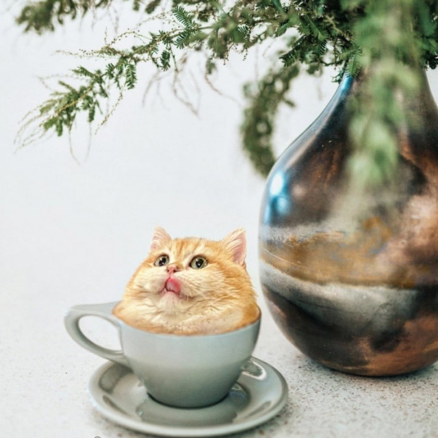 Коты, кругом одни коты ☺